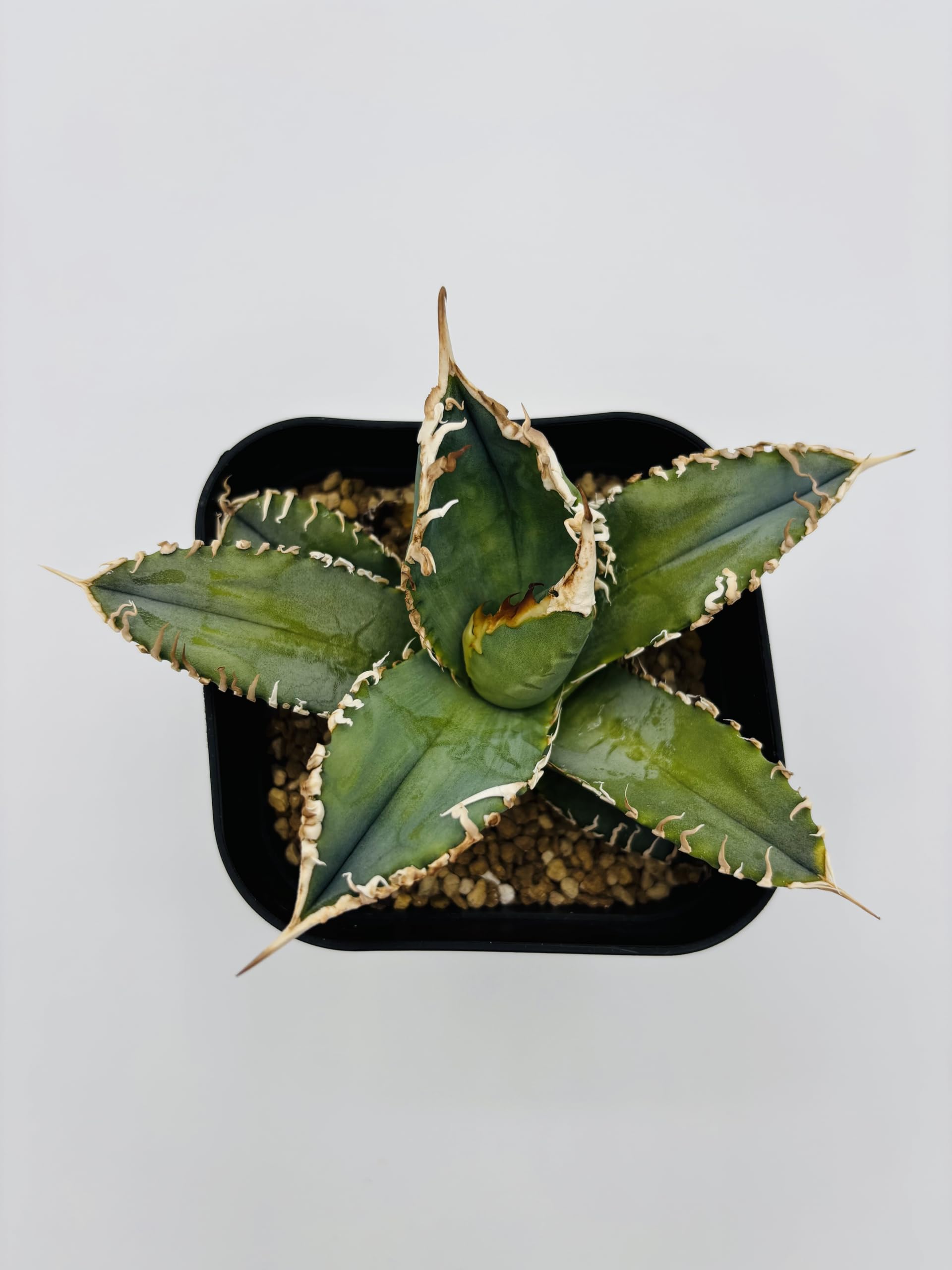 Amazon｜アガベ チタノタ 白幽霊/Agave titanota 'White Ghost'/観葉